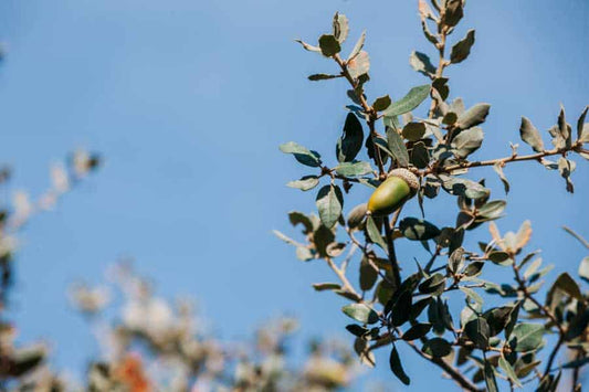 caracteristicas-nutricionales-bellota