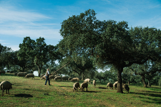 dehesa-de-extremadura